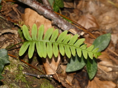 Polypodium vulgare