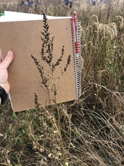 Cyclachaena xanthiifolia