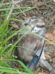 Coccothraustes coccothraustes