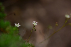 Saxifraga bronchialis