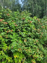 Viburnum opulus