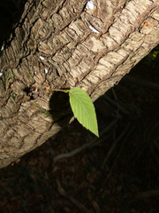 Ostrya carpinifolia