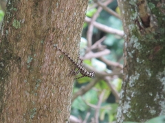 Anolis sulcifrons