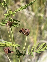 Desmanthus illinoensis
