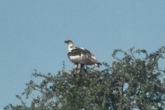 Haliaeetus vocifer