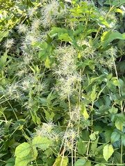 Clematis ligusticifolia