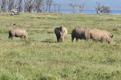 Ceratotherium simum simum
