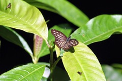 Catasticta ctemene