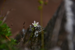 Saxifraga bronchialis