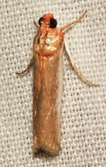 Denticera divisella