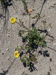 Oenothera drummondii