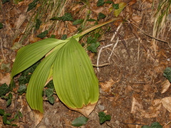 Veratrum