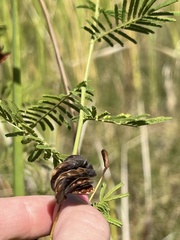 Desmanthus illinoensis