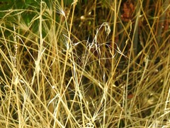 Bromus sterilis
