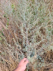 Artemisia ludoviciana