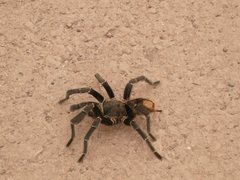 Acanthoscurria