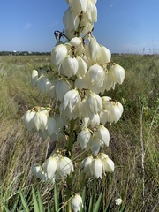 Yucca gloriosa