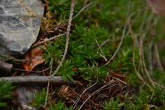 Saxifraga bronchialis