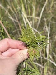 Desmanthus illinoensis