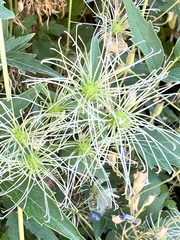 Clematis ligusticifolia