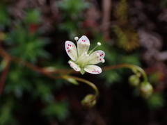Saxifraga bronchialis