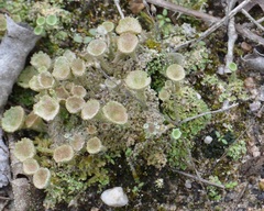 Cladonia chlorophaea
