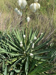 Yucca gloriosa