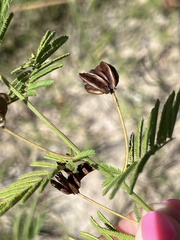 Desmanthus illinoensis