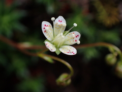 Saxifraga bronchialis
