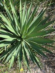 Yucca gloriosa