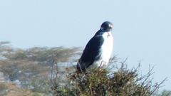 Buteo augur