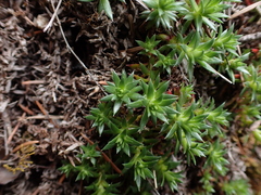 Saxifraga bronchialis