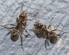 Liometopum apiculatum