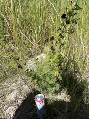 Desmanthus illinoensis