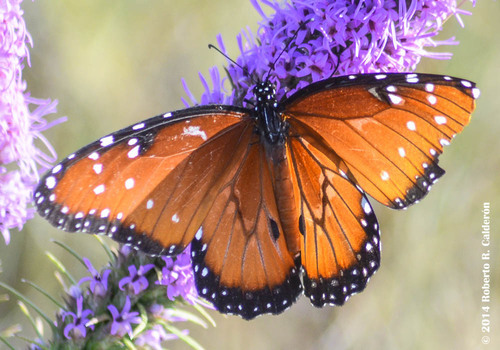 Queen, North Lakes Park, Denton, Texas, photo 10 of 10