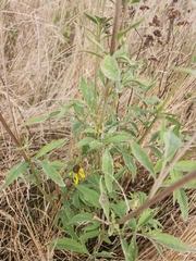 Rudbeckia