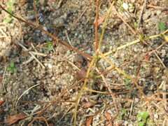 Pimpinella villosa