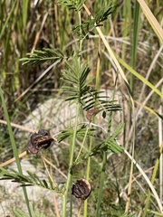 Desmanthus illinoensis