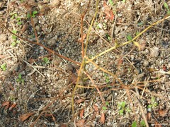 Pimpinella villosa