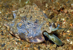 Euprotomus aurisdianae