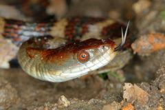 Trimerodytes aequifasciatus