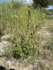 Desmanthus illinoensis