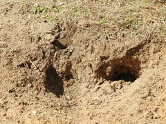 Oryctolagus cuniculus