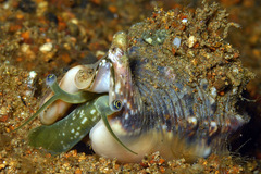 Euprotomus aurisdianae