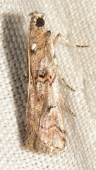Pempelia palumbella