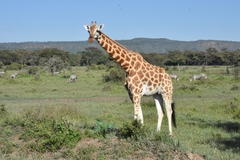 Giraffa camelopardalis rothschildi