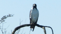 Buteo augur