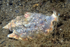 Euprotomus aurisdianae
