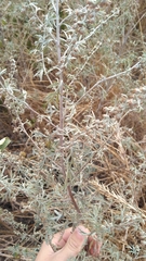 Artemisia ludoviciana