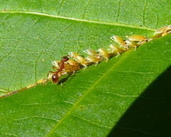 Myrmica